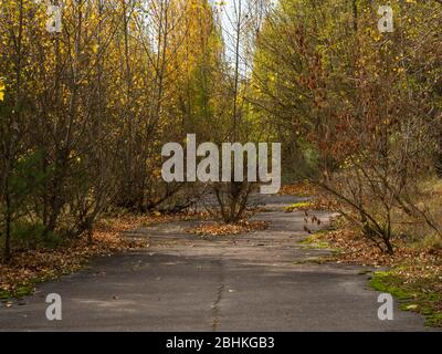 Abandoned residential area. Previous roads and alleys are taken by trees and bushes. Ghost town of Pripyat, Chernobyl Exclusion Zone. Ukraine. Stock Photo