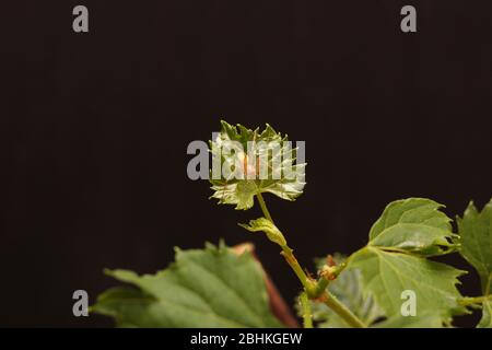 Rooted grape cuttings on a dark blurry background. The process of growing vines. Stock Photo