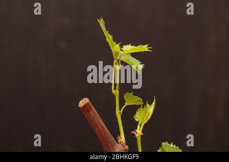 Rooted grape cuttings on a dark blurry background. The process of growing vines. Stock Photo