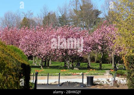 A peek through the gate at the cherry trees in the Brooklyn Botanical Garden closed due to coronavirus COVID-19, New York, NY, 22 April 2020 Stock Photo