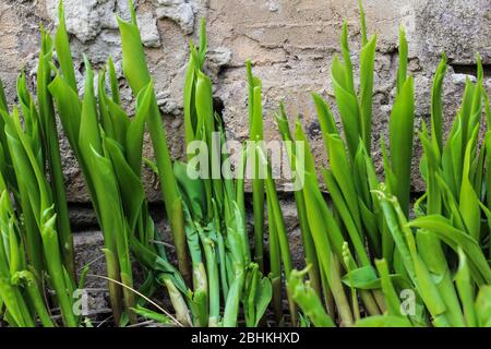 Green sprouts of lilies of the valley on a concrete wall background Stock Photo