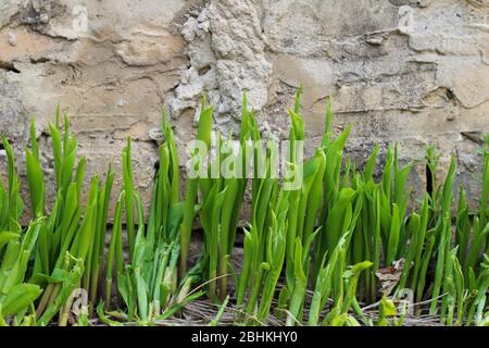 Green sprouts of lilies of the valley on a concrete wall background Stock Photo