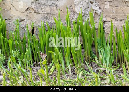 Green sprouts of lilies of the valley on a concrete wall background Stock Photo