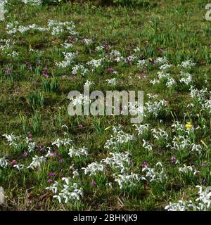 Snowdrops (Galanthus), cyclamen and daffodils (narcissus) on a garden floor: bright white little flowers on green leaves at low level in the early spr Stock Photo