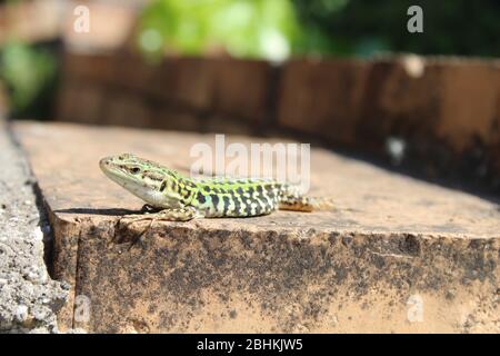 green Italian wall lizard resting on a brick step Stock Photo