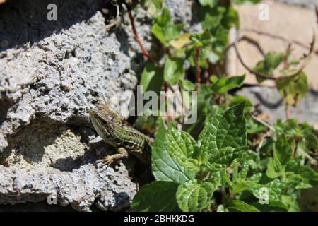 lizard peeking out from under the leaves on a wall Stock Photo