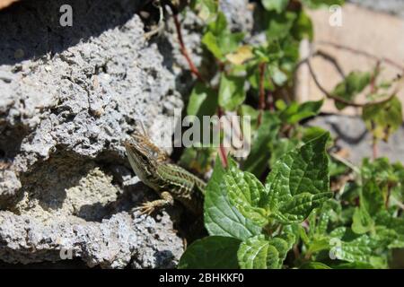 lizard peeking out from under the leaves on a wall Stock Photo