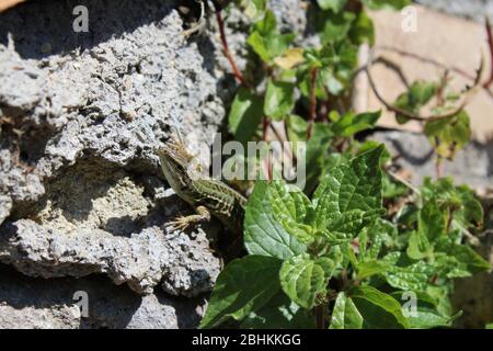 lizard peeking out from under the leaves on a wall Stock Photo