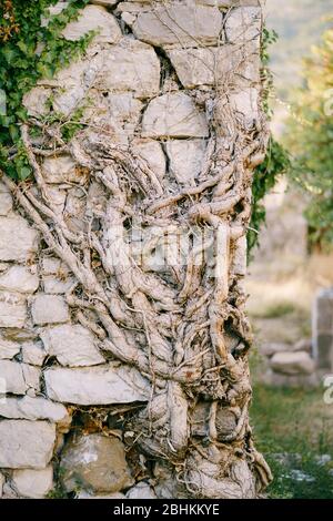 Perennial ivy root rolls on a stone wall in the old town of Bar, in Montenegro Stock Photo