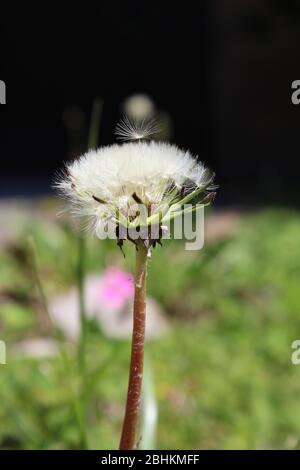 Dandelion clock close up in the garden with a wall Stock Photo