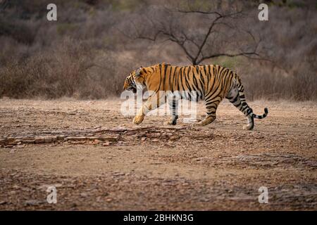 Young tiger in natural habitat, walking in scrub in India. National Park with beautiful Indian tiger.