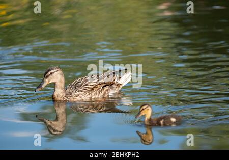 Duck with ducklings in the duck pond at Pinner Memorial Park, Pinner, Middlesex, north west London UK, photographed on a sunny spring day. Stock Photo