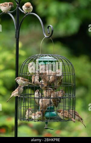 caged fat ball feeder