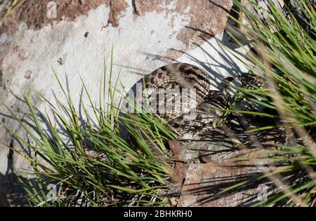 Western Hognose Snake (Heterodon nasicus) Coiled Up in a Defensive Posture in Rocky Terrain in Eastern Colorado Stock Photo