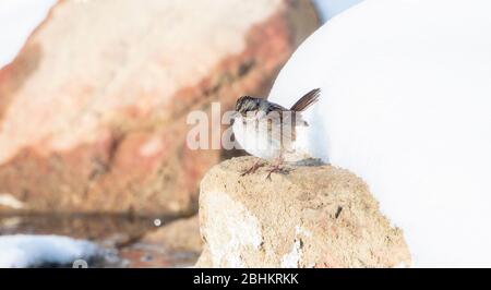A Swamp Sparrow (Melospiza georgiana) Perched on a Rock at a Small Pond in Northern Colorado Stock Photo