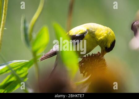 Male Goldfinch Bird on Coneflower Stock Photo