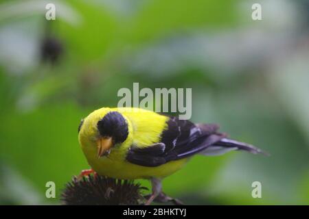 Male Goldfinch Bird on Coneflower Stock Photo