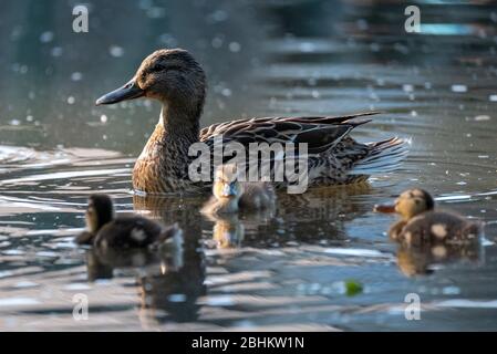 Duck and ducklings in front of the fountain at the lake at Pinner Memorial Park, Pinner, Middlesex, London UK, photographed on a sunny spring day. Stock Photo