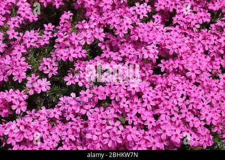 closeup of vibrant pink phlox in full bloom in a garden Stock Photo