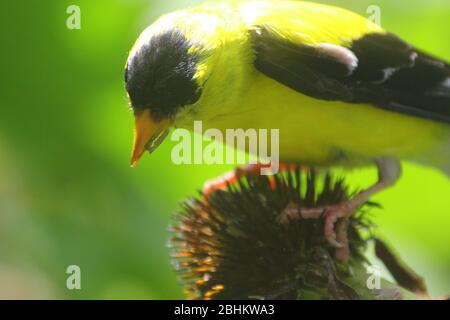 Male Goldfinch Bird on Coneflower Stock Photo