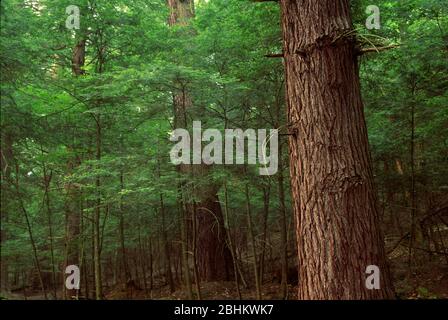 Ancient forest , Cook Forest State Park, Pennsylvania Stock Photo
