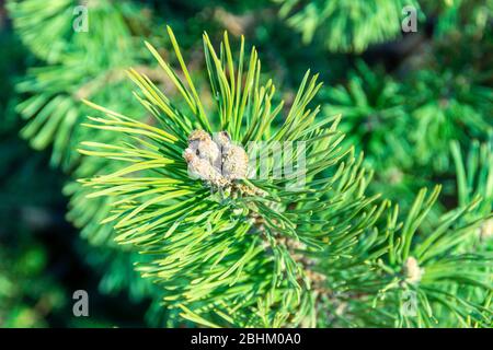 bright green needles of a young pine tree with an ovary of new buds and cones, selective focus Stock Photo