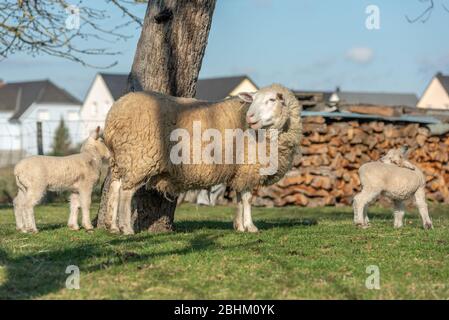 Ewe with her lambs in a meadow during spring Stock Photo