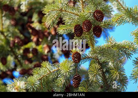 The branches, needles and cones of a spruce tree, an evergreen conifer in the pine family, are seen close up in bright, vibrant detail. Stock Photo