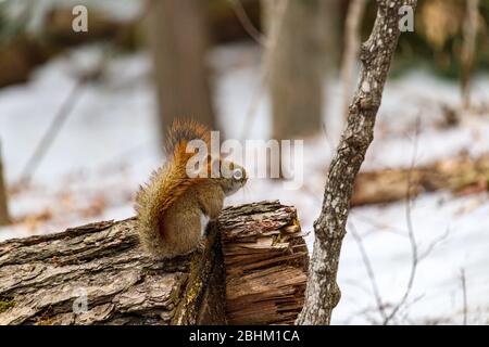 An American red squirrel is sitting on a wooden log that has been cut down in the woods. Stock Photo