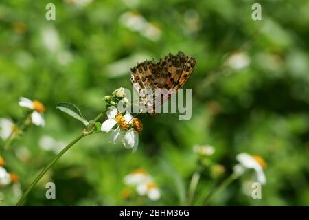 Close up shot of a Polygonia c-aureum butterfly at Taipei, Taiwan Stock Photo