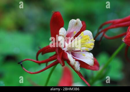 Close up shot of red Aquilegia blossom at Nantou, Taiwan Stock Photo