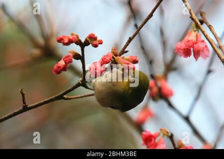 Close up shot of Prunus serrulata blossom with a Japanese White-eye at Taipei, Taiwan Stock Photo