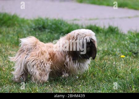 pies na trawie, pies shih tzu Stock Photo