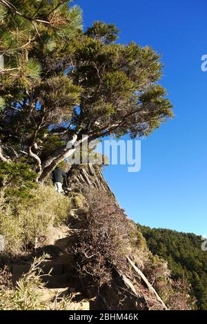 Sunny view of the Hehuan North Peak Trail at Nantou, Taiwan Stock Photo