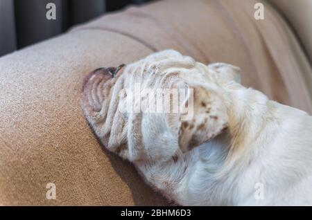 Cute dog of breed English bulldog sleeping comfortably with his head propped on the couch, dog resting on the couch. Stock Photo