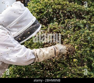 Beekeeper moves a colony of honeybees (Apis mellifera)  from shrubbery. Stock Photo