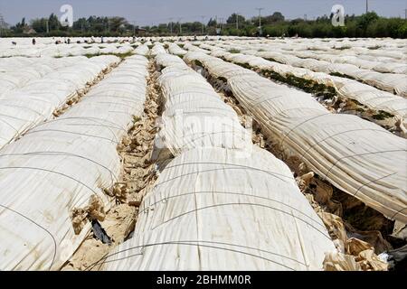 Rows of a Strawberry Field under white Cover Stock Photo