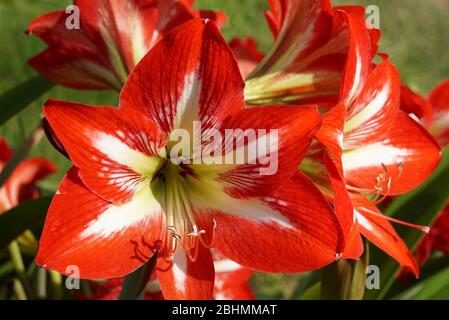 Sun illuminating a star-shaped red and white Hibiscus Flower Stock Photo