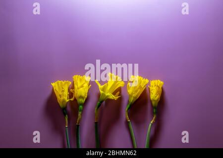 Beautiful yellow daffodils lay on a pink background Stock Photo