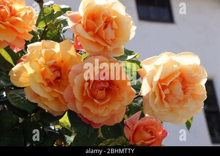 Gorgeous, backlit cream, yellow and orange roses in a garden in northern California. Stock Photo