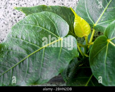 Small Banyan tree Growing up from boundaries between floor and wall of the building Stock Photo