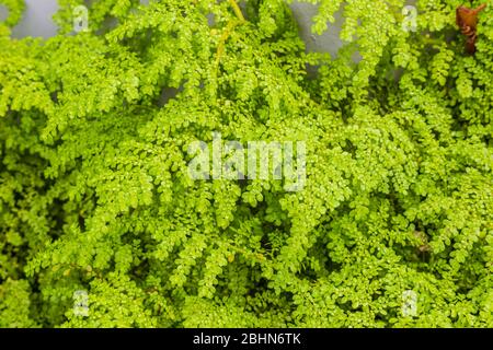 Leaves of the Jade Plant (Crassula ovata), often called the lucky plant, money plant or money tree. It is a succulent plant with small pink or white Stock Photo