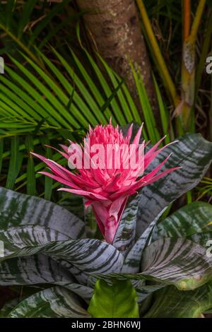 Close up of a silver vase flower (Aechmea fasciata), a species of flowering plant in the bromeliad family, native to Brazil. Stock Photo