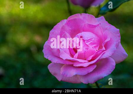 Close up of a single pink rose, genus Rosa, family Rosaceae, with a green background. Stock Photo
