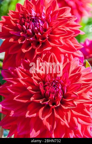 Close up of a red dahlia flower, a genus of bushy, tuberous, herbaceous perennial plants native to Mexico and Central America. Stock Photo