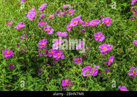 Rock-roses (Cistus creticus), also known as hoary rock-rose, is a species of shrubby plant in the family Cistaceae. Stock Photo