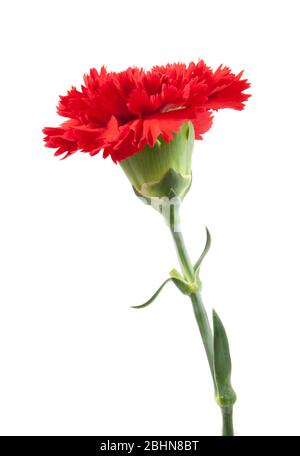 red carnations flower isolated on white background Stock Photo