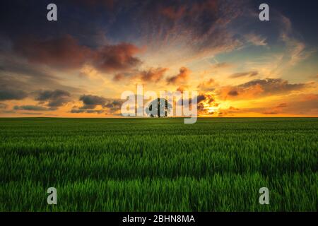 Tree in the field and dramatic clouds in the sky. Stock Photo