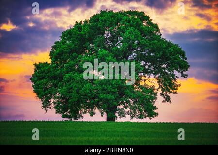 Tree in the field and dramatic clouds in the sky. Stock Photo