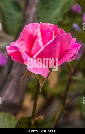 Close up of a pink rose (family Rosaceae)  a woody perennial flowering plant of the genus Rosa. Stock Photo